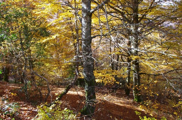 Bosque de España