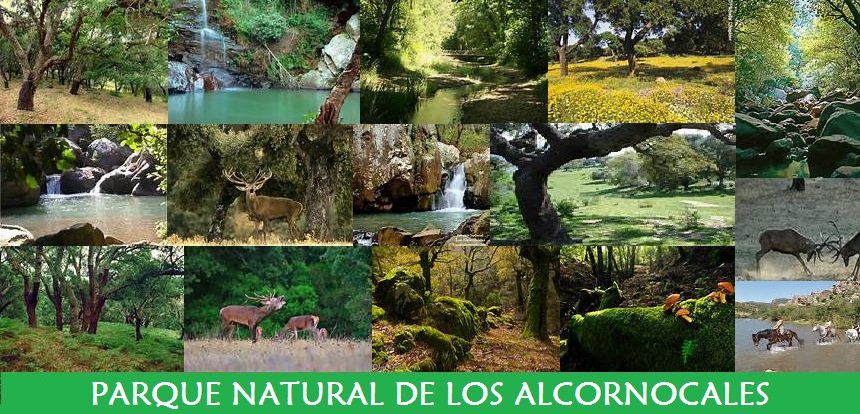 Parque Natural de Los Alcornocales