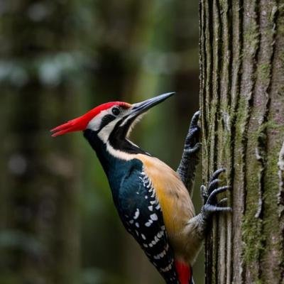 pr-bu-016-sendero-de-los-bosques-de-obécuri-y-bajauri pr-bu-016-sendero-de-los-bosques-de-obécuri-y-bajauri